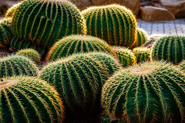 Diseño de exteriores. Jardín de cactus