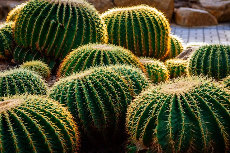 Diseño de exteriores. Jardín de cactus