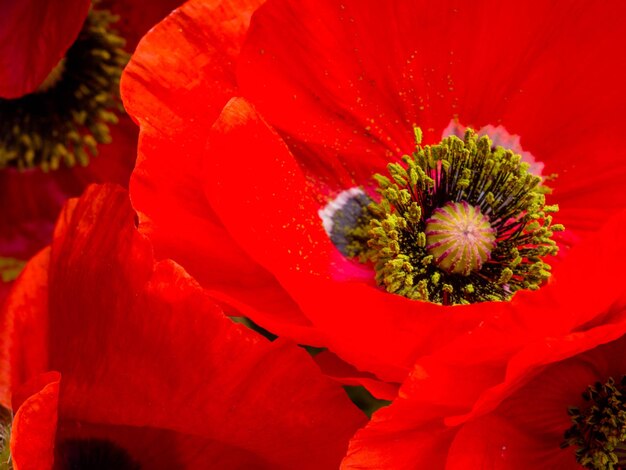 Diseño floral de postal de amapolas rojas Primer plano del enfoque selectivo de flores rojas