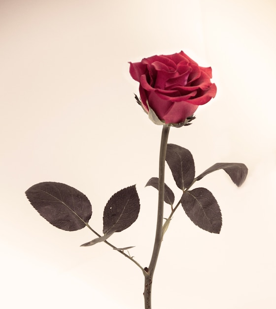 diseño de flores negro Vintage hermosas flores hechas con filtros de color