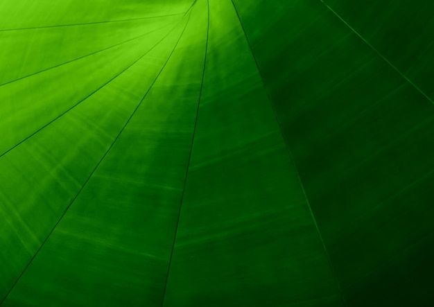 Diseño de fondo geométrico 3D abstracto Color verde máximo