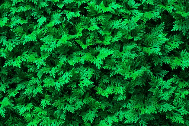 Diseño de fondo de hojas verdes Vista plana endecha superior de la hoja Conceptos de la naturaleza