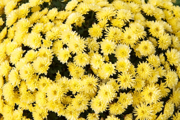 Diseño de hermosas flores amarillas bajo la luz del sol.