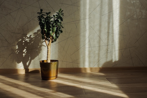 Diseño interior de estilo minimalista con planta de interior en maceta verde colocada en el suelo iluminada por la luz en el apartamento