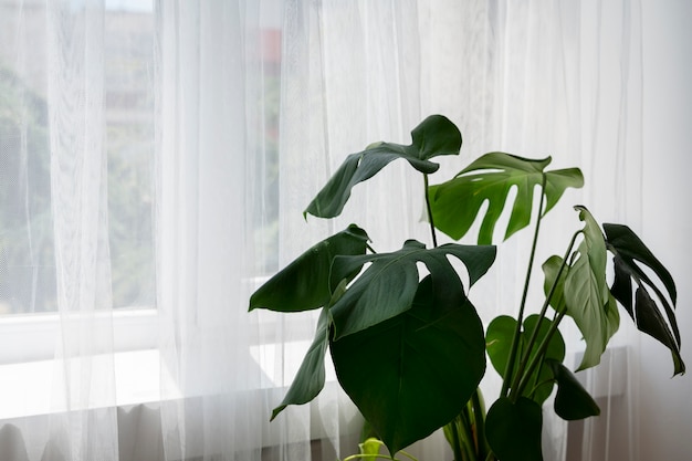 Foto diseño de interiores con planta verde.