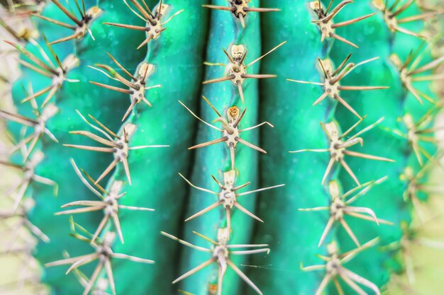 Diseño de moda de cactus. Naturaleza muerta mínima. Colores brillantes de moda. Estado de ánimo de neón verde