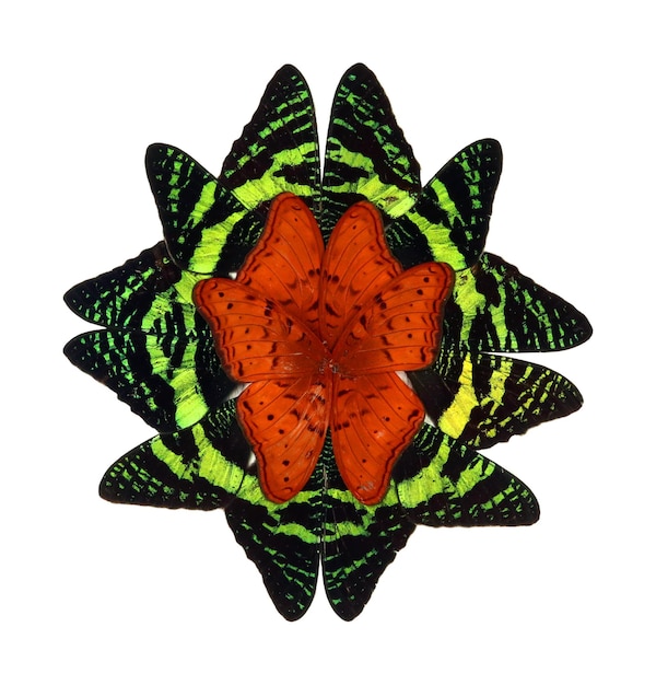Diseño de obras de arte a partir de alas de mariposas reales, fondo natural naranja verde textura elemento ornamento