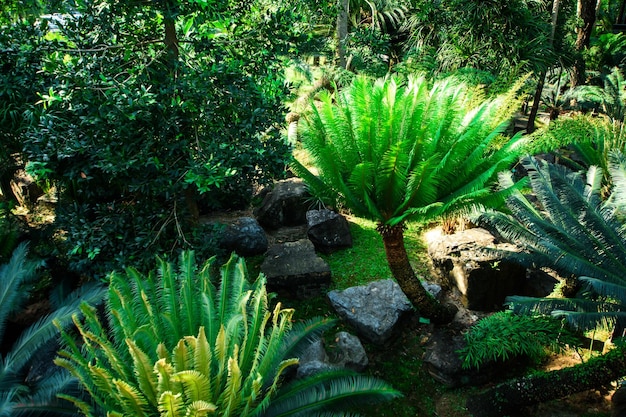 Diseño de paisaje en un jardín tropical.