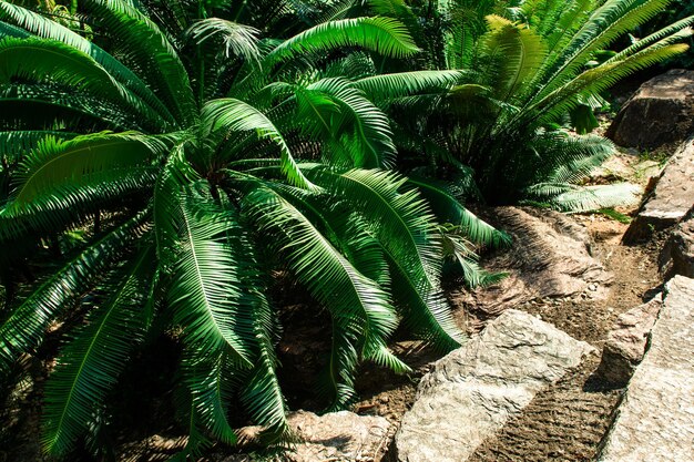 Diseño del paisaje en un jardín tropical.