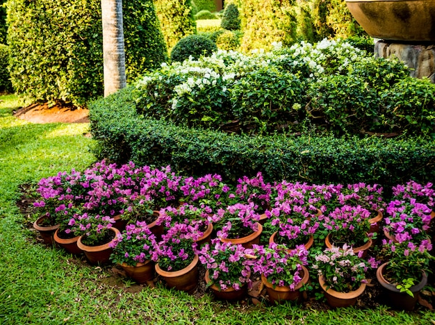 Diseño de paisaje de lujo del jardín tropical. Hermosa vista del paisaje tropical