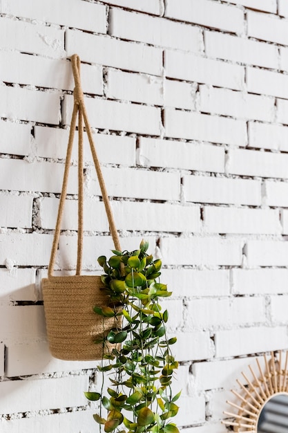 Diseño de pared colgando maceta de árbol sobre fondo de ladrillo blanco planta de hogar colgado en la pared.