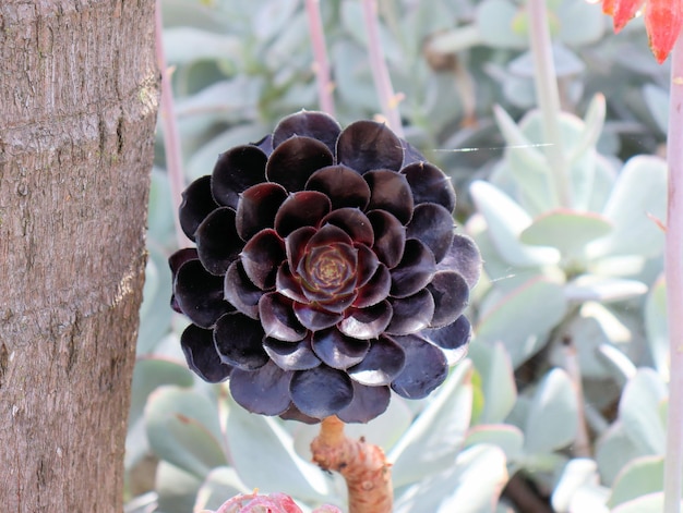 Diseño de parque en un pueblo de montaña en América del Sur