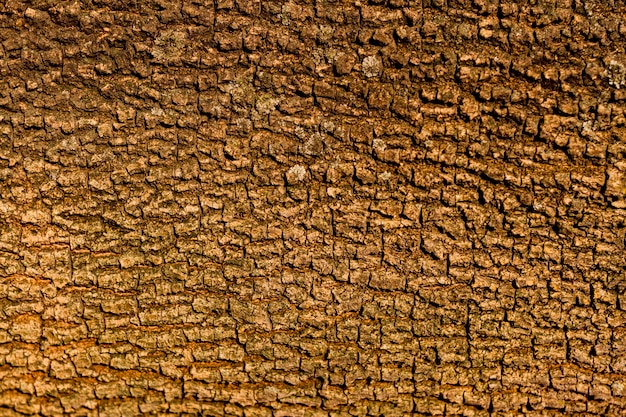 Foto diseño de textura de corteza de árbol sin costuras