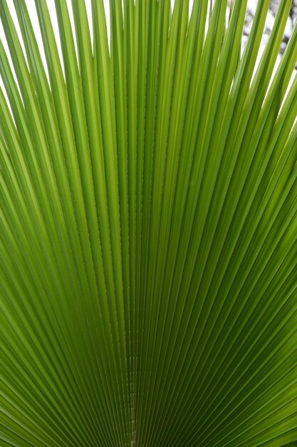 Foto diseño de textura de hoja de palma verde