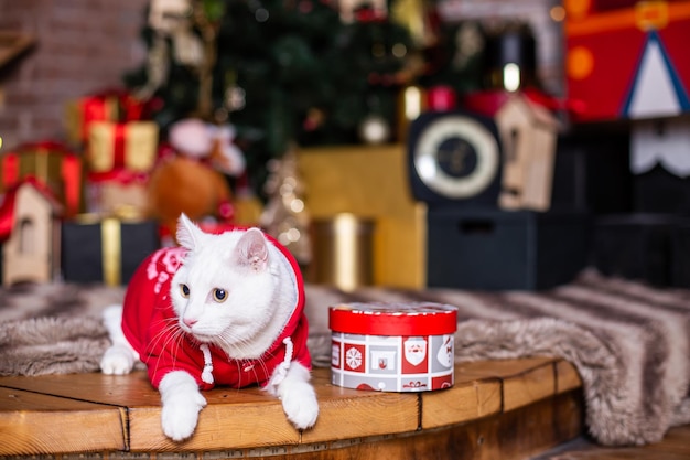 Disfraz de gato blanco santa claus navidad