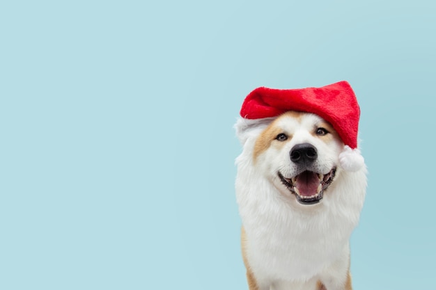 Disfraz de perro de santa claus celebrando la navidad.