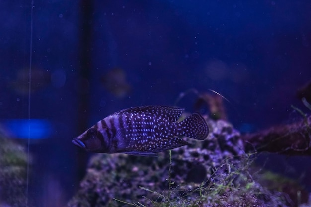 Diskus bunte Cichliden im Aquarium Süßwasserfische, die im Amazonasbecken leben Farbige helle Fische im Aquarium Eine Vielzahl von Meeresfischen