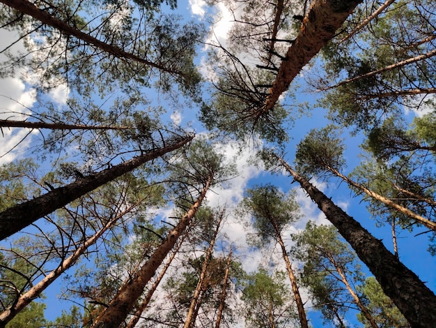 Disparar con una lente gran angular de un bosque de pinos de abajo hacia arriba