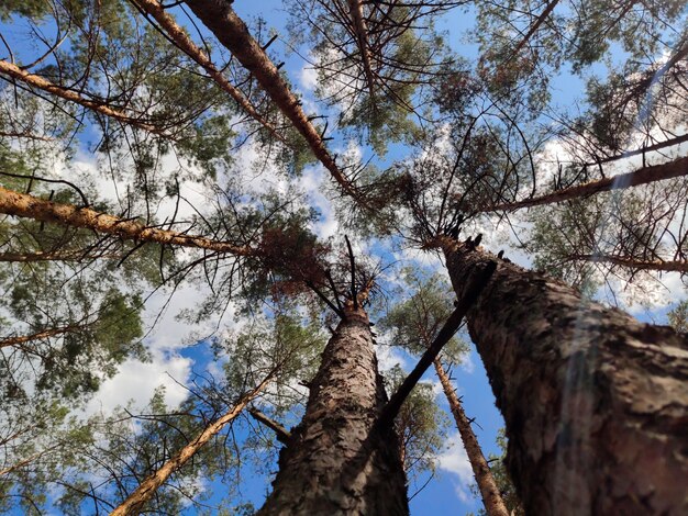 Disparar con una lente gran angular de un bosque de pinos de abajo hacia arriba