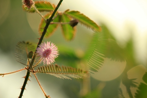 Disparar macro de mimosa pudica