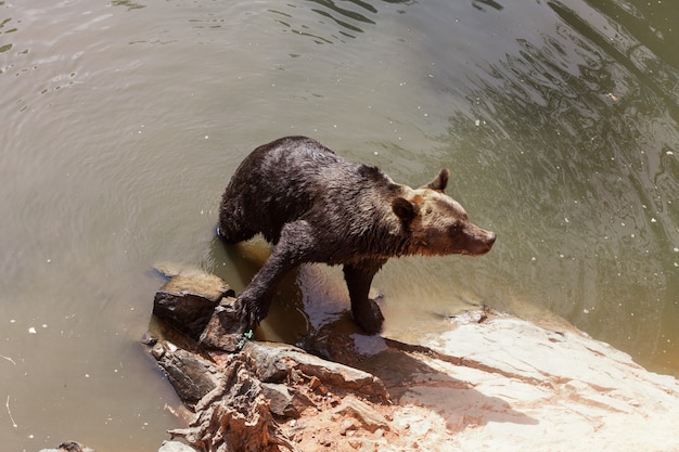 Disparo de alto ángulo de un adorable oso pardo en el agua