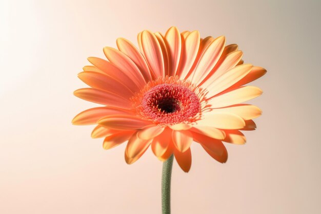 Disparo de ángulo bajo dramático de la flor de Gerbera aislado sobre fondo blanco contra un vibrante