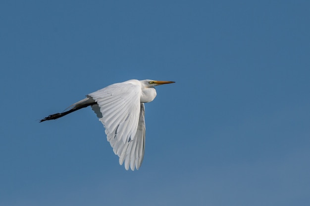 Disparo de ángulo bajo de pelícanos volando en el cielo azul liso