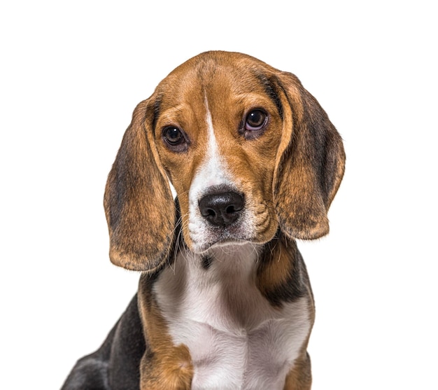 Disparo a la cabeza del cachorro de perro Beagles aislado