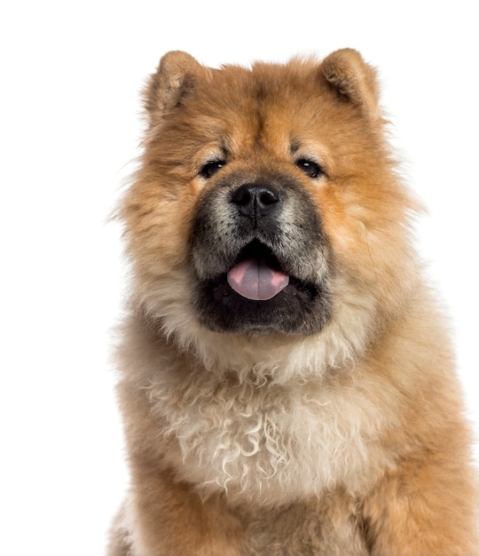 Disparo en la cabeza de un Chow Chow