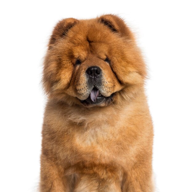 Disparo en la cabeza de un Chow Chow