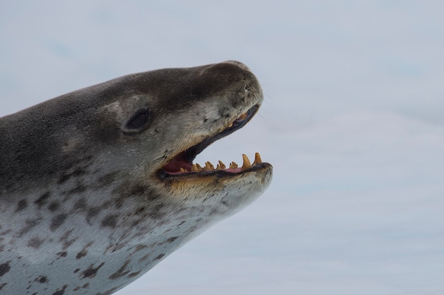 Disparo a la cabeza de una foca leopardo sobre un hielo en la Antártida