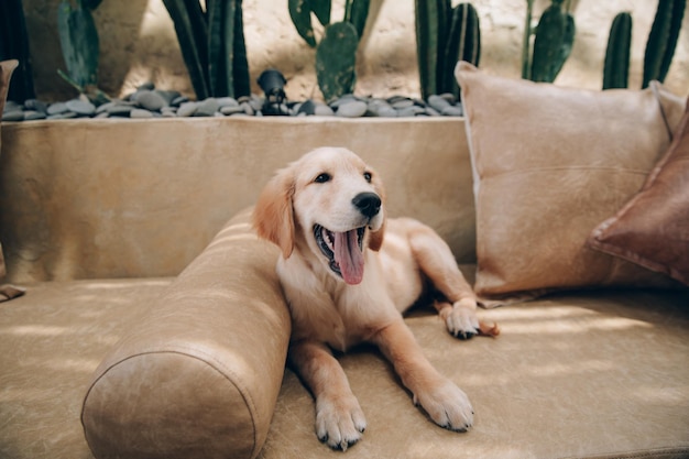 Disparo a la cabeza de Golden Retriever mirando muy interesado