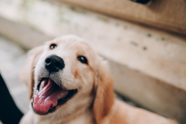 Disparo a la cabeza de Golden Retriever mirando muy interesado