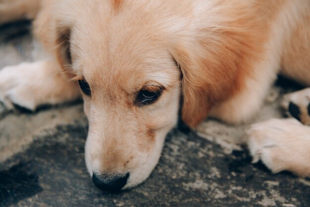 Disparo a la cabeza de Golden Retriever mirando muy interesado