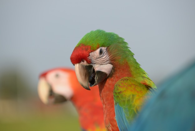 Foto disparo en la cabeza guacamayo hermoso