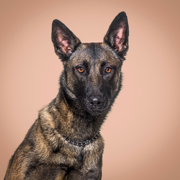 Disparo a la cabeza de un perro Malinois contra un fondo marrón