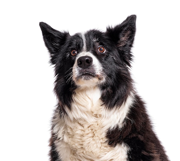 Disparo a la cabeza de un viejo perro collie fronterizo aislado en blanco