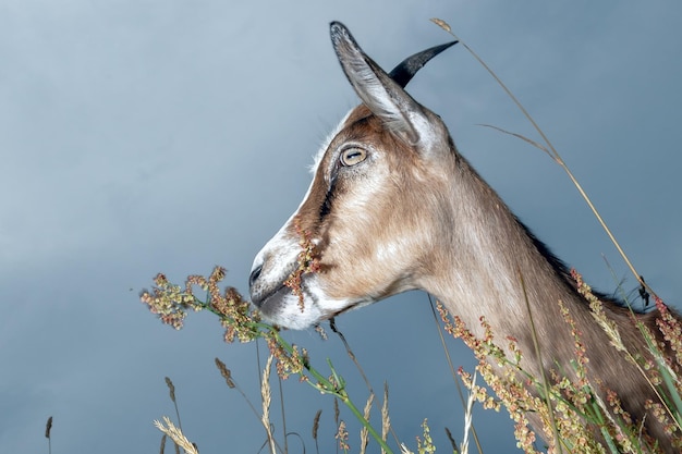 Foto disparo de cabra marrón en perfil masticar la hierba en el prado