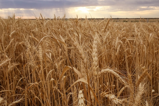 Disparo de un campo de trigo