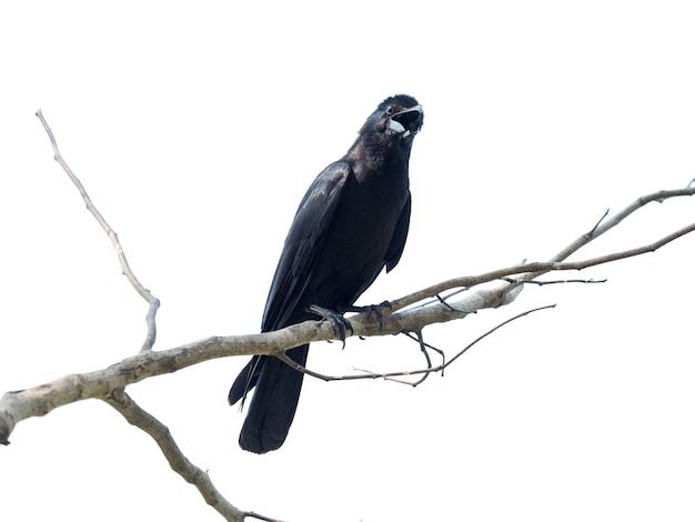 Foto disparo de cerca en cuervo, pájaro negro