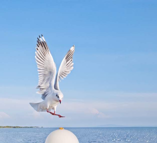 disparo de cerca en gaviota volando con spand completo