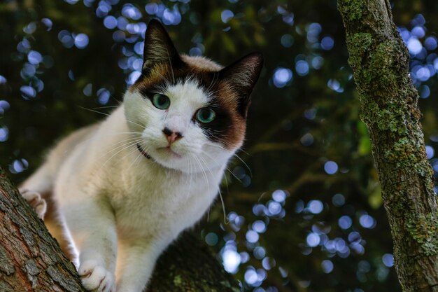 Disparo de enfoque selectivo de un adorable gato mirando a la cámara, en la rama de un árbol