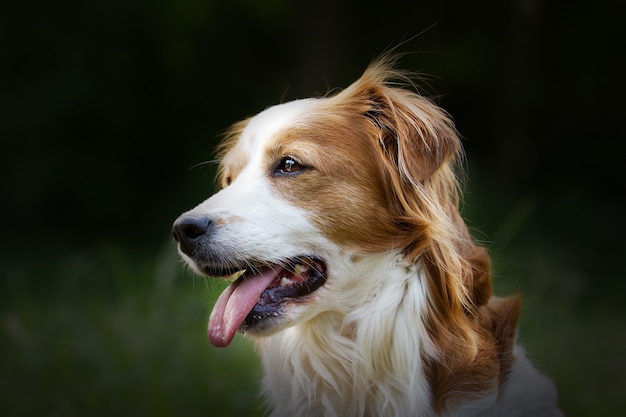 Disparo de enfoque selectivo de un adorable perro Kooikerhondje