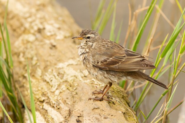 Disparo de enfoque selectivo de Anthus spinoletta o bisbita de agua encaramado sobre un trozo de madera