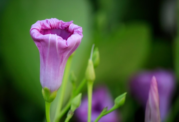 Disparo de enfoque selectivo de una cabeza de flor violeta decorativa en el arbusto verde