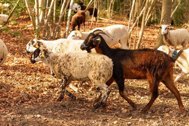 Disparo de enfoque selectivo de cabras (Capra aegagrus hircus), Parque Natural del Montseny