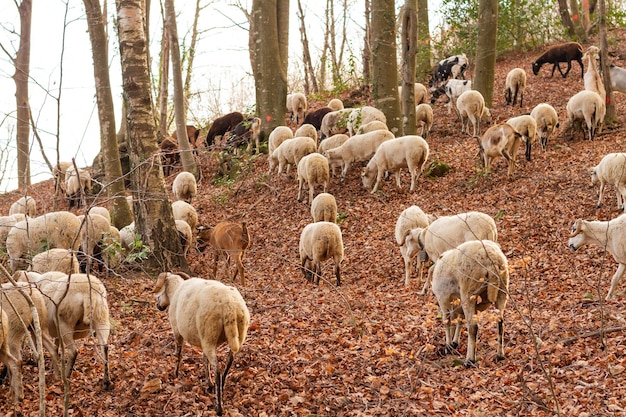 Disparo de enfoque selectivo de cabras (Capra aegagrus hircus), Parque Natural del Montseny