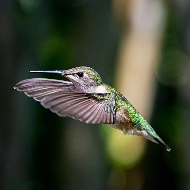 Disparo de enfoque selectivo de un colibrí en vuelo