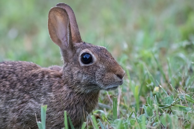 Disparo de enfoque selectivo de un conejo en el campo cubierto de hierba