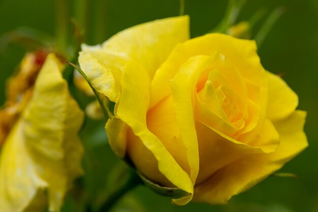 Disparo de enfoque selectivo de flor rosa amarilla floreciente en el jardín